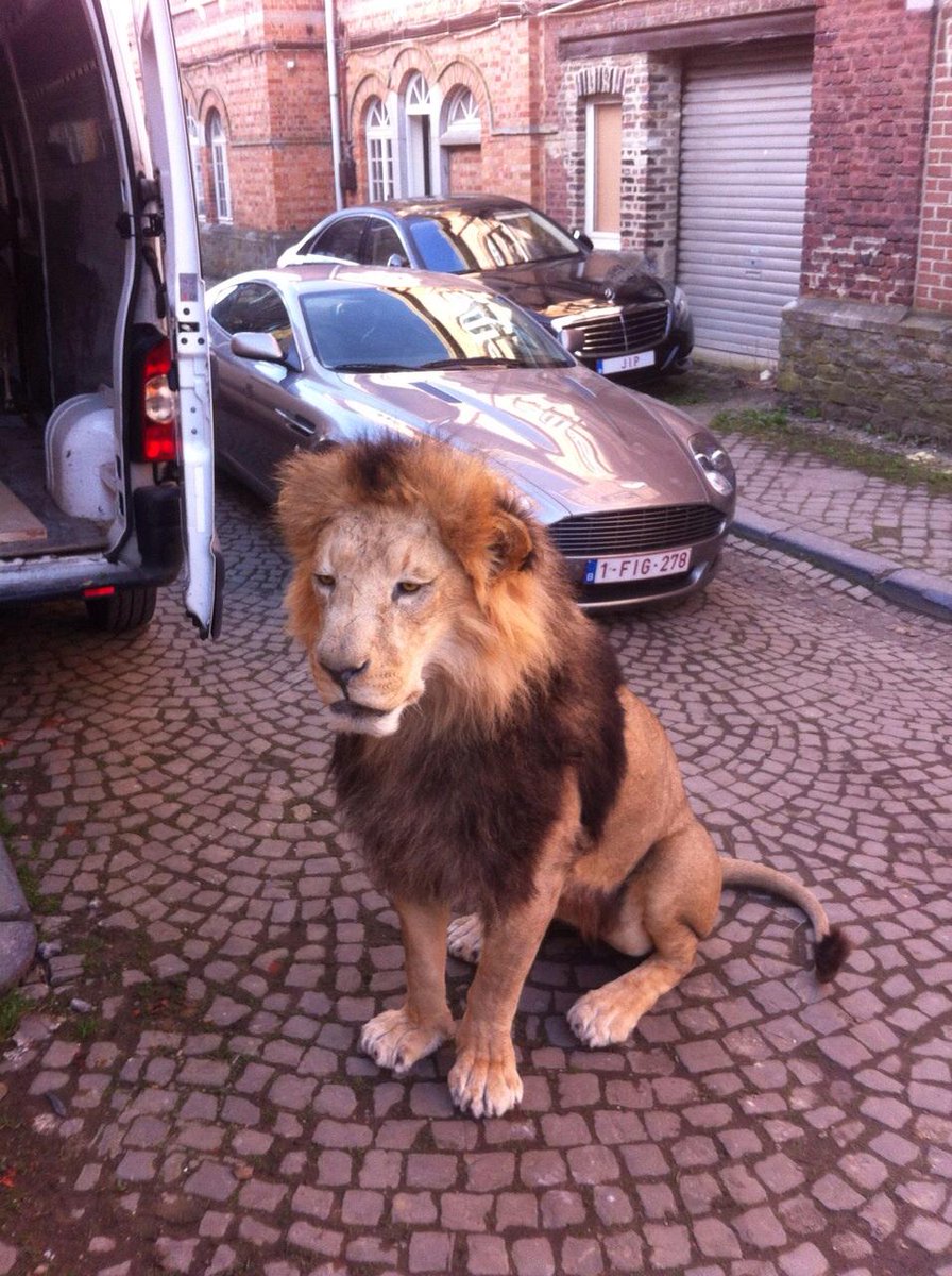 Encuentros raros que se hacen en #Bruxelles :) 
#MolaMola 
#taxidermy