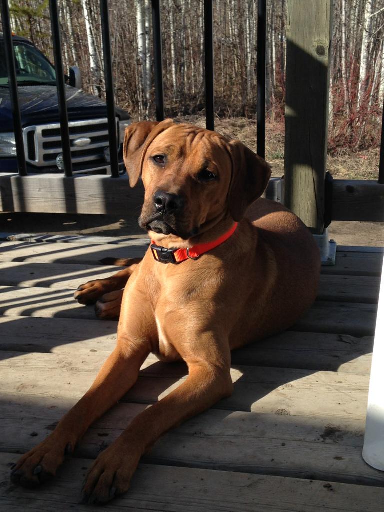CISNCountry's tweet photo. #LOST #dog in #Abbotsfield #Beverly Please RT to spread the word and get this angel home! #Reese #yeg #help http://t.co/gIXyRPEnZ4