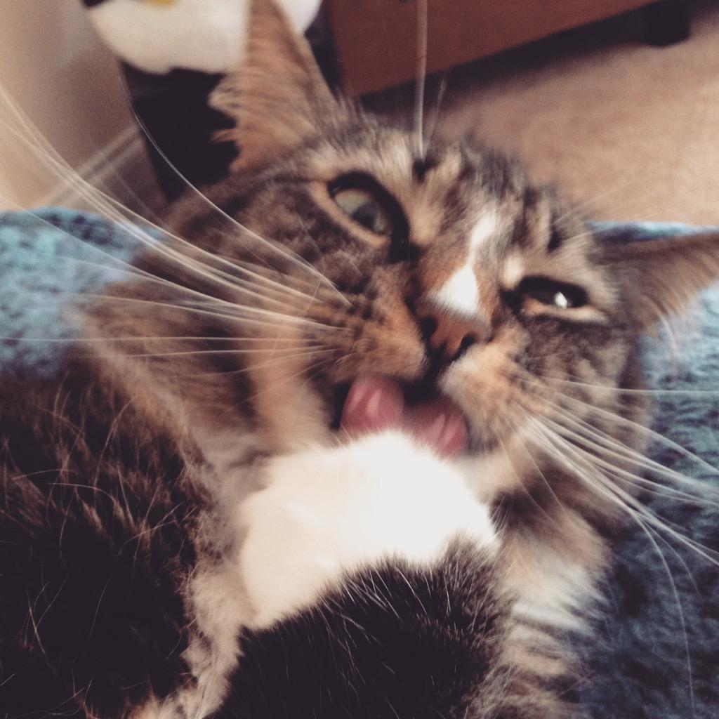 lisalwhittaker's tweet photo. #Caturday makes me super excited! #meow #adorable #cat #catsoftwitter http://t.co/zlUX7Stw1S