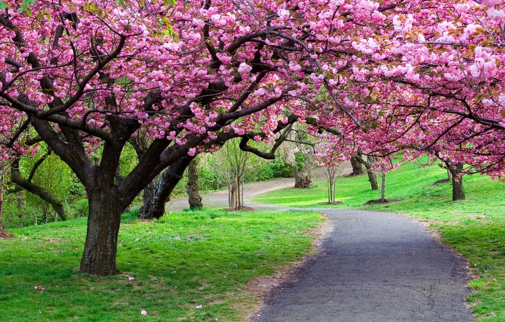 vtchakarova's tweet photo. The time of the cherry-blossoms has come. I'm completely overwhelmed.
#Spring #Nature #treetweet http://t.co/PQAEWDMOkX