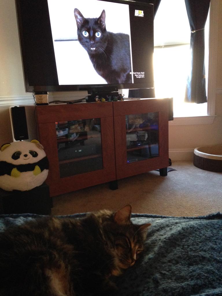 lisalwhittaker's tweet photo. Sleepy #cat can't handle the #MyCatFromHell episode on #ElevatorButt . #catsoftwitter #cute @JacksonGalaxy http://t.co/4ZvXXoaq4q