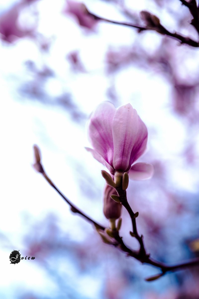 ko_solo's tweet photo. colours of spring #jview #d750 #Nikon #sigmaart http://t.co/iLss7YN0Ph