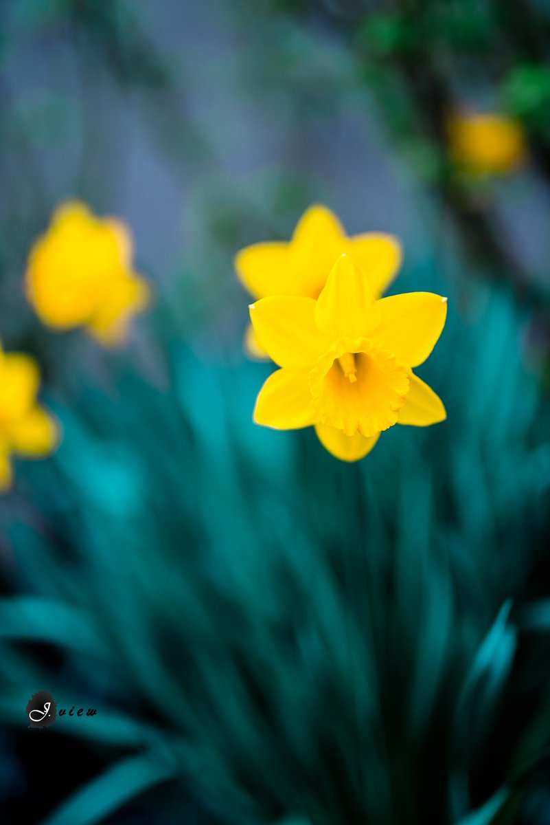 ko_solo's tweet photo. colours of spring #jview #d750 #Nikon #sigmaart http://t.co/iLss7YN0Ph
