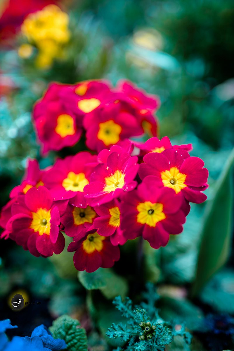 ko_solo's tweet photo. colours of spring #jview #d750 #Nikon #sigmaart http://t.co/iLss7YN0Ph