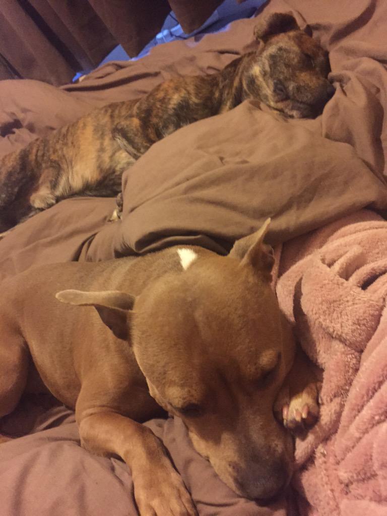 KatWatson7's tweet photo. @mrjamesob my so called dangerous dogs!!! Not looking scary are they!! Learn the facts before you discriminate http://t.co/l7oooKdtDS