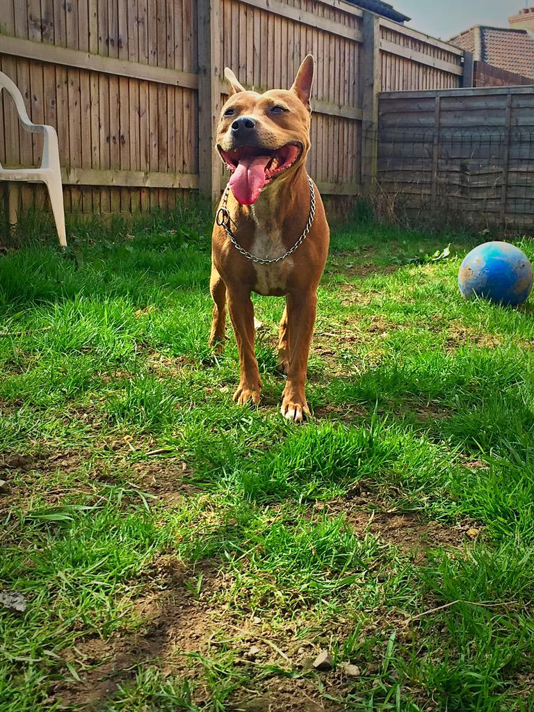 KatWatson7's tweet photo. @mrjamesob my so called dangerous dogs!!! Not looking scary are they!! Learn the facts before you discriminate http://t.co/l7oooKdtDS