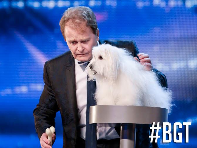 BGT's tweet image. RT if you want to see Wendy the Singing Dog in the live semi-finals! #BGT 🐶