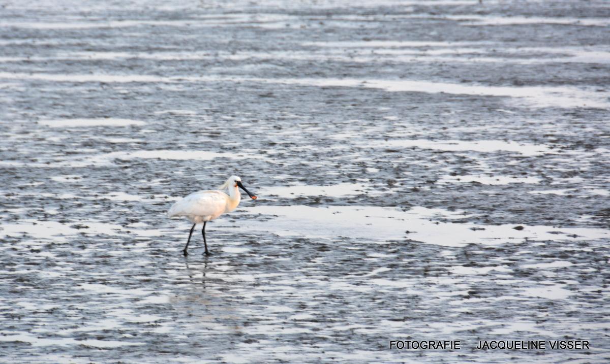 JRAOud's tweet image. #Ameland vanavond op het wad een lepelaar