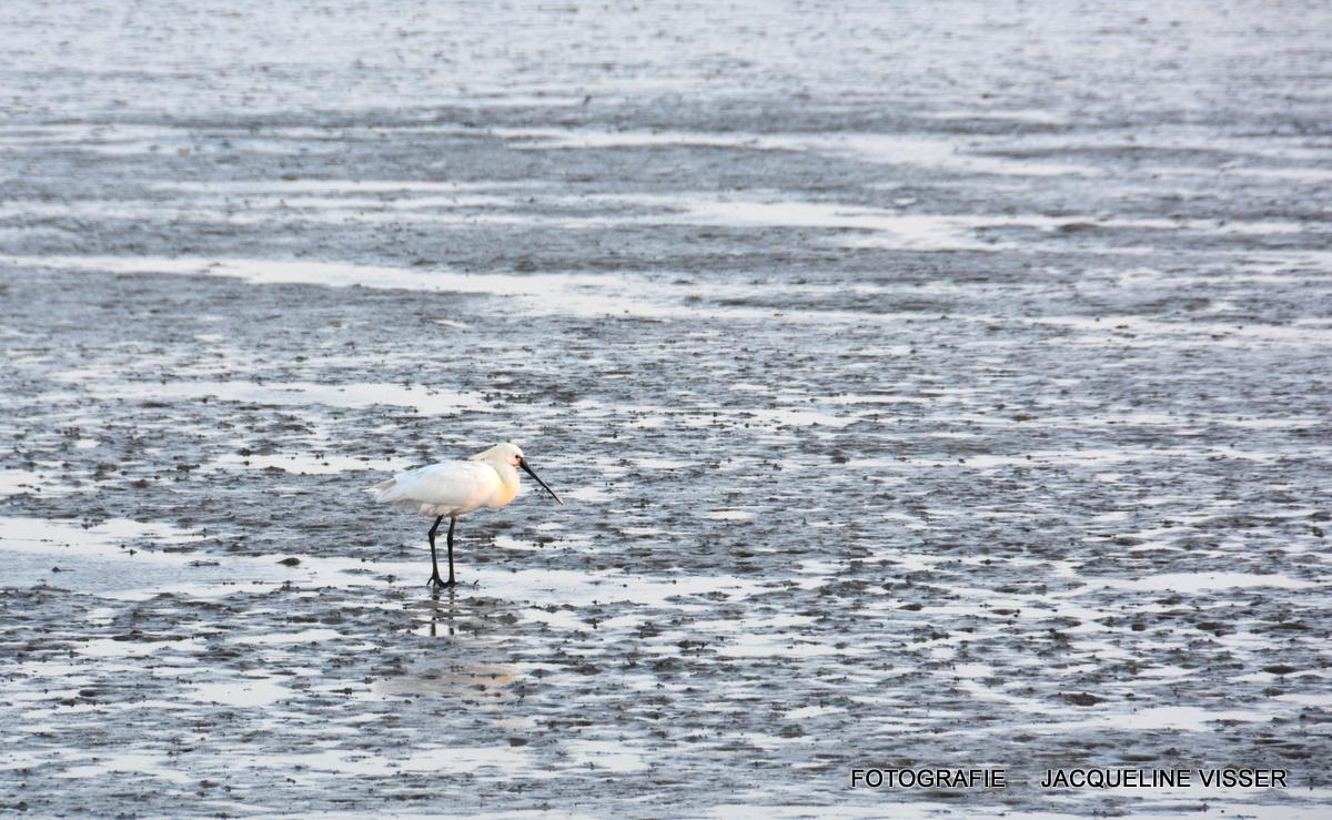 JRAOud's tweet image. #Ameland vanavond op het wad een lepelaar