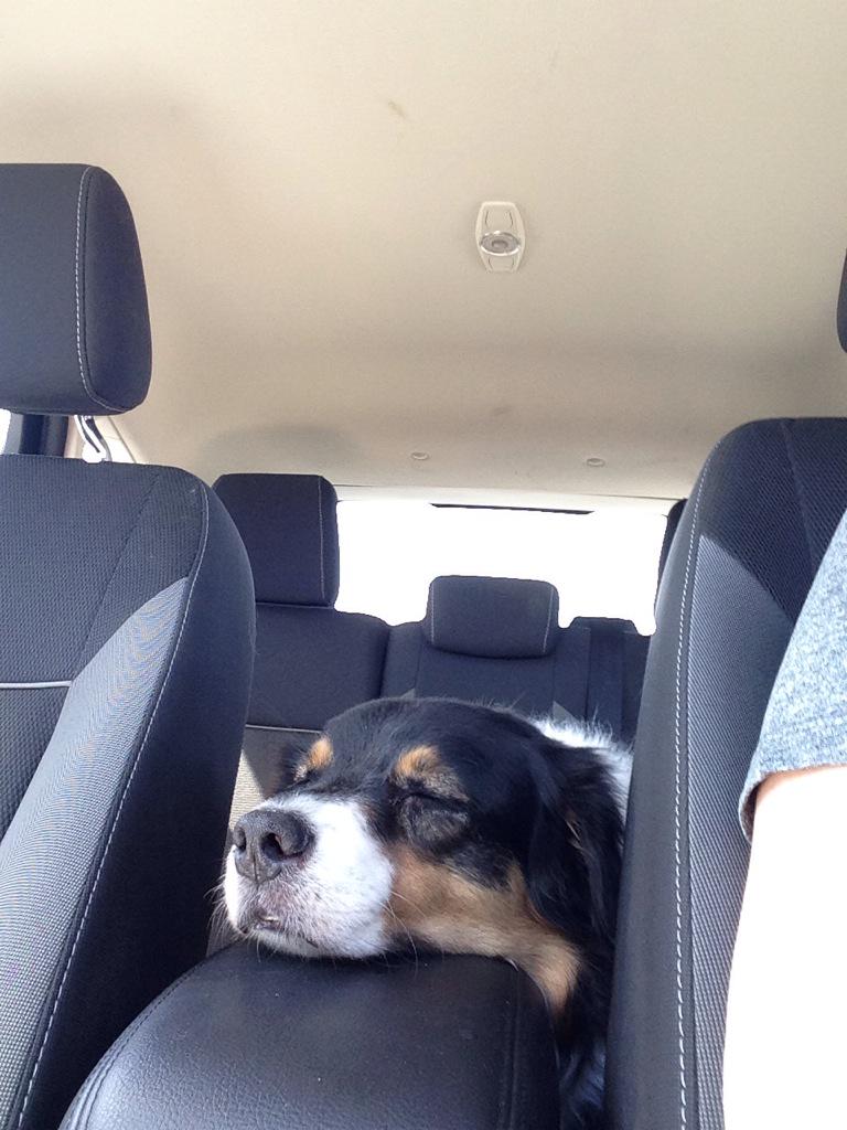 DukeBall1's tweet image. Whe you're so tired, you fall asleep on the center console. #hikingproblems