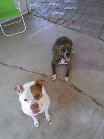 Pupdate from Grammas house while I'm roaming around Texas http://t.co/XxWZUGSpd8<a href="/tag/tupacotuesday"class="tags"><span>#tupacotuesday</span></a>