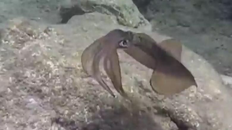 jessploof's tweet photo. "@CNN: Can squid help make soldiers invisible? http://t.co/KNWlmbBNVr http://t.co/P5h1a54AC0" @Kaaybee_ @_c0urtsmith @kelly_donahue #msmurry