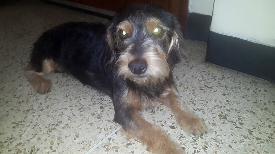 esmecha06's tweet photo. @KoriGonzalezDif Encontre este perrito el met de la paz-Ccs esta resguardado, se busk su dueño o h/temp  04163400704 http://t.co/MPHGem81zd