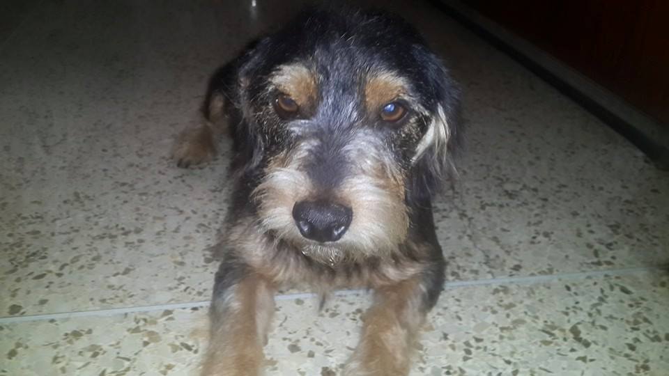 esmecha06's tweet photo. @KoriGonzalezDif Encontre este perrito el met de la paz-Ccs esta resguardado, se busk su dueño o h/temp  04163400704 http://t.co/MPHGem81zd