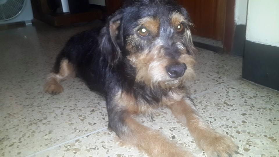 esmecha06's tweet photo. @KoriGonzalezDif Encontre este perrito el met de la paz-Ccs esta resguardado, se busk su dueño o h/temp  04163400704 http://t.co/MPHGem81zd