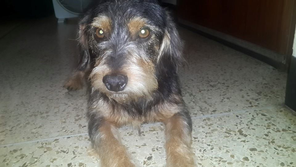 esmecha06's tweet photo. @KoriGonzalezDif Encontre este perrito el met de la paz-Ccs esta resguardado, se busk su dueño o h/temp  04163400704 http://t.co/MPHGem81zd