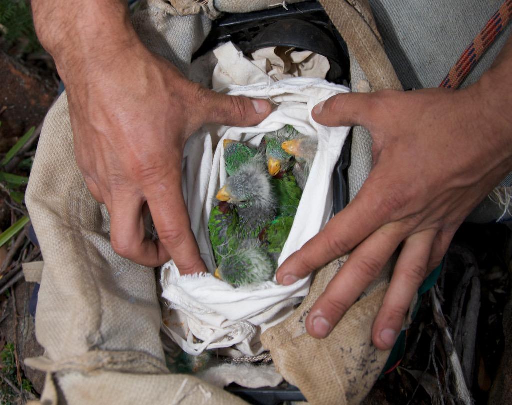 Manic_Henry's tweet image. LOOK AT THIS DELIGHTFUL BAG OF BABIES pozible.com/project/193891 #WILDOZ #SWIFTPARROTS