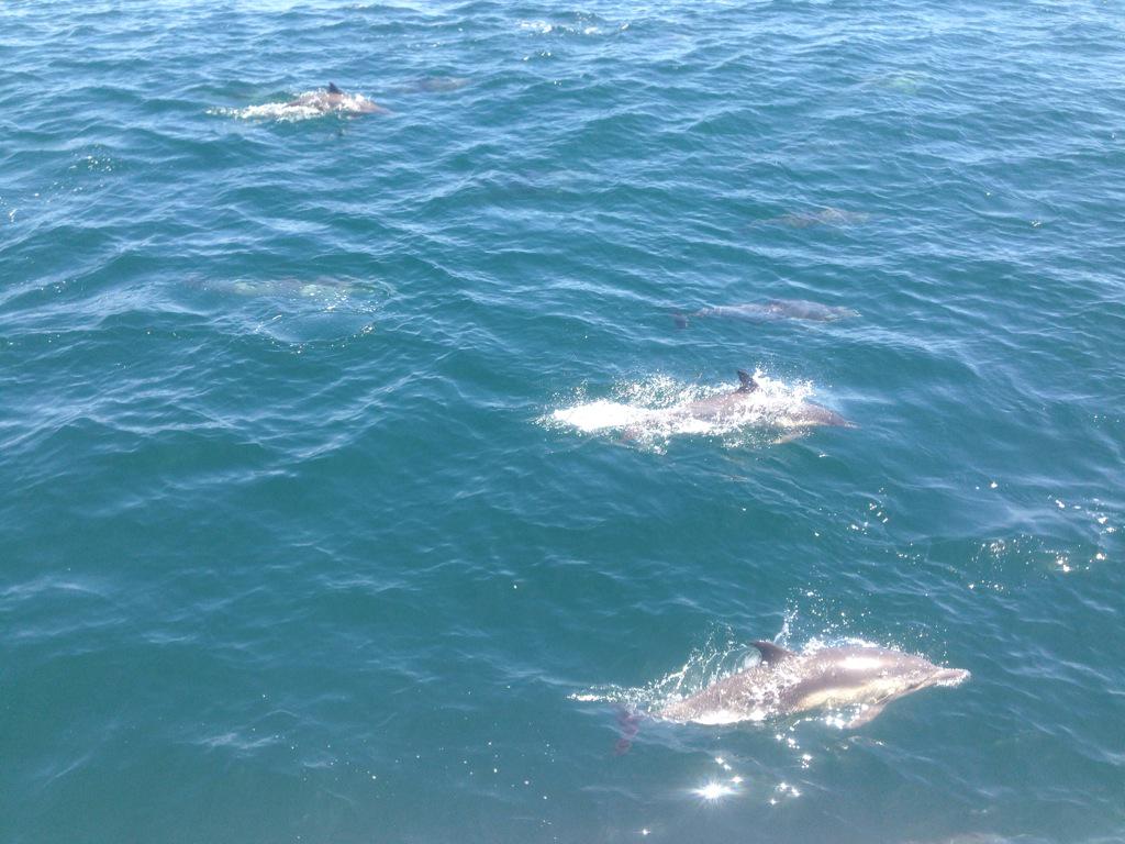 FarrowAngela's tweet image. Was great to see my friends in the #pacificocean yesterday #happydolphins