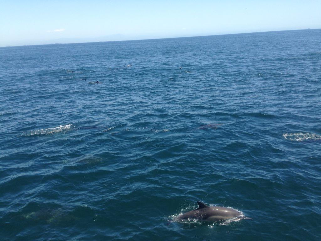 FarrowAngela's tweet image. Was great to see my friends in the #pacificocean yesterday #happydolphins