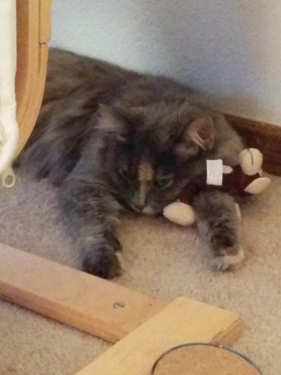 kitefullofkoi's tweet image. I gave her a toy and she actually laid down with it aaaah #catilla