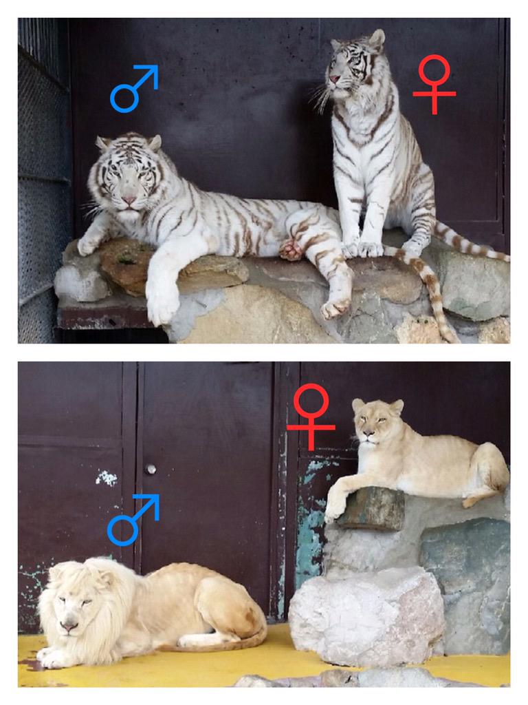 秋吉台サファリランド ソファは俺のもの 亭主関白タイプのトラに対して ソファは妻のもの 尻に敷かれるタイプのライオン 同じネコ科でもこんなに違います 皆さんはどっちがお好みですか ホワイトタイガー ホワイトライオン担当飼育員 Http