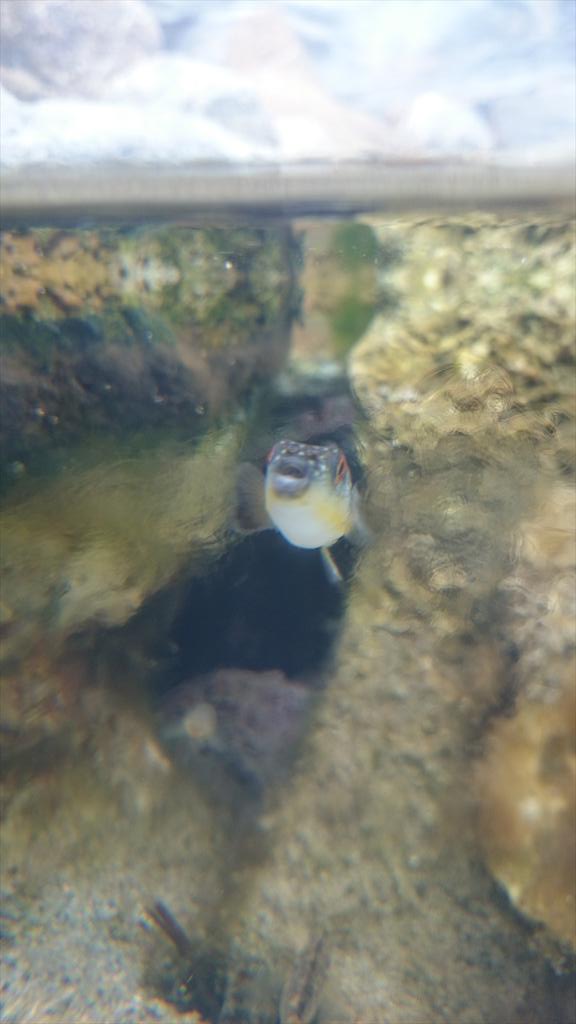 公式 アクアマリンふくしま 0723mama クサフグがいるのは河口の展示コーナーなので淡水 と海水が混じらず上下に分かれており そこを魚がとおると油と水みたいにモヤモヤします