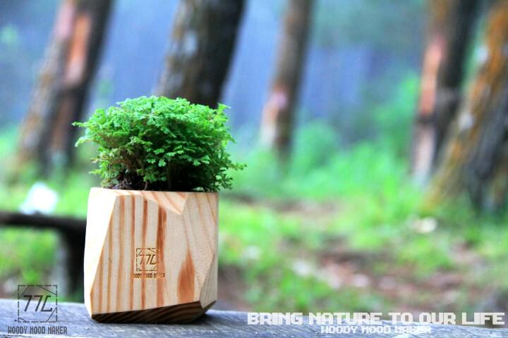 WMMaker's tweet photo. Keep trees, save nature.
Also chreck ig: woodymoodmaker #woodymoodmaker #life #gogreen #nature #localbrand #bandung http://t.co/kWeHTtbK4x