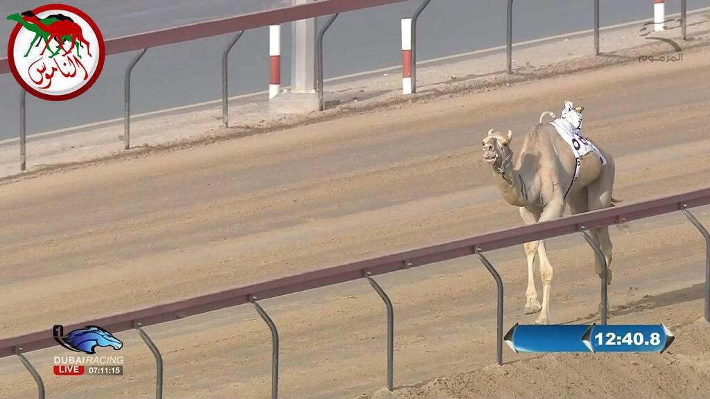 وذنان قعود عبدالله زايد الخيارين ابوه مهجن بعير محمد العطوي من حائل ماخذ رمز الموموم اليوم