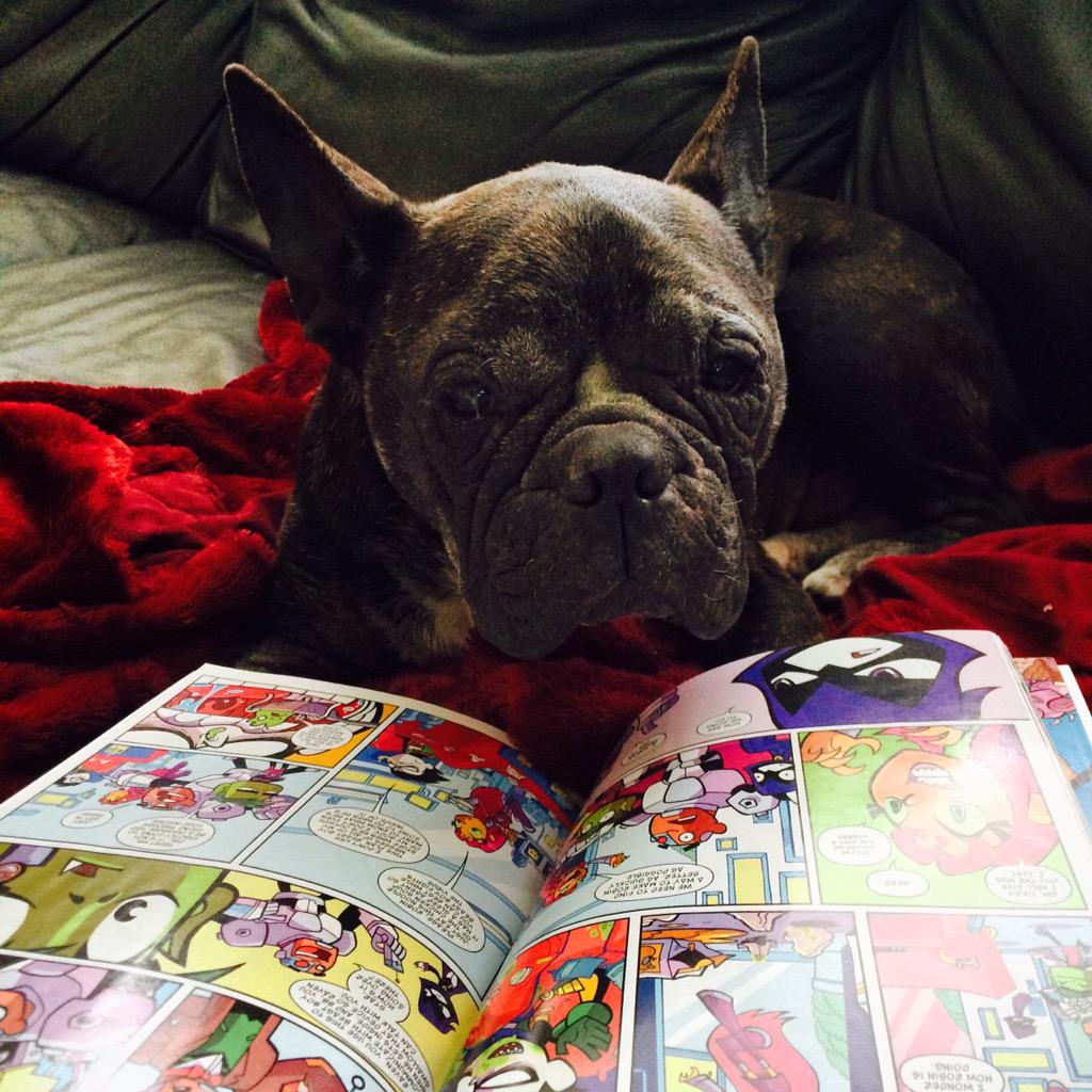 Wags_Unlimited's tweet photo. Dogs love to read comicbooks! #comicbooks #dogs #nerd #dogfancy #frenchies #bullies #shelties #shetlandsheepdog http://t.co/LruEttT3Tl