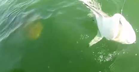 outdoorlife's tweet photo. We all like big fish, but this grouper might be a little too big… http://t.co/NtbRjuxo9p #video  #EatOrBeEaten http://t.co/42szzATzbn