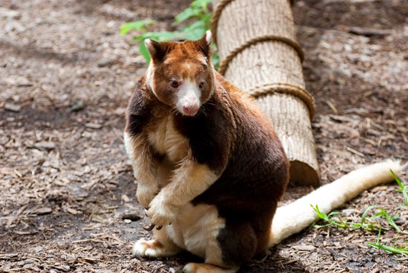 EPmedioambiente's tweet photo. Animales en peligro de extinción: el canguro del #Matschie http://t.co/KiUpR9UaF5 http://t.co/r6z1DBitZx