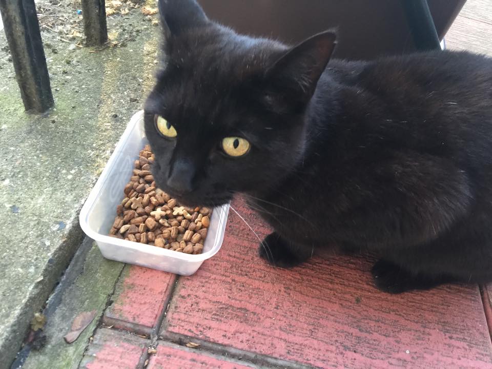 Stokey Cats and Dogs tweet media