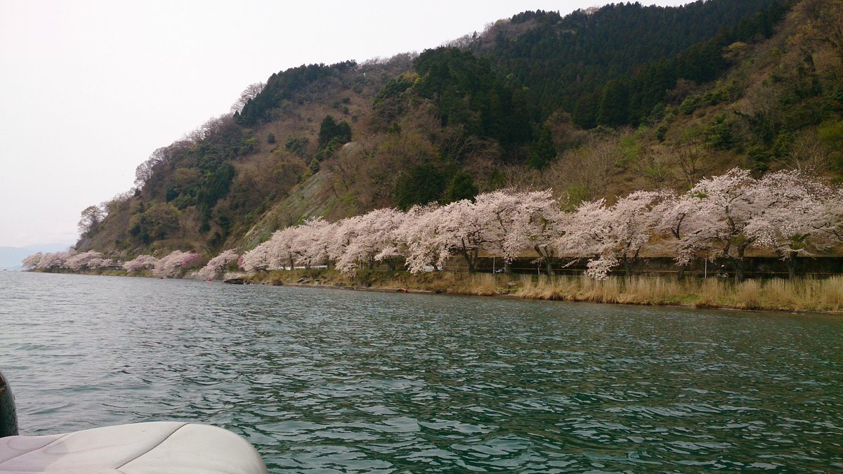 tatsuhaya0902's tweet photo. 海津の花見。遠杉…… http://t.co/j0GK75fJMQ