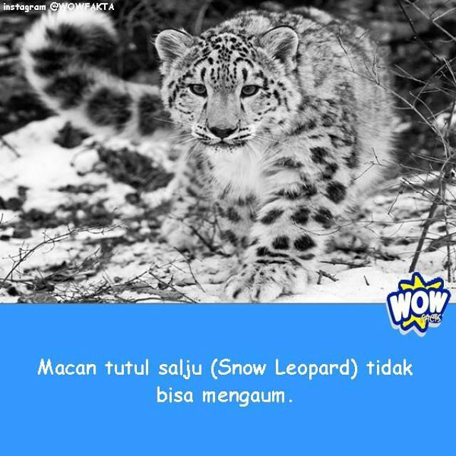 kontenwow's tweet photo. now on instagram #tahukahanda #wowfakta #fakta #faktanya #wow http://t.co/aUdUbgA0ma