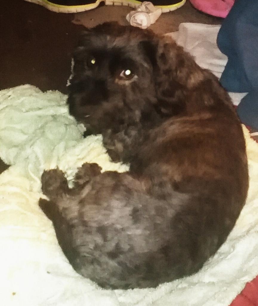 EberMyrick's tweet photo. Found a lost dog, cute but had to get up five times cuz he's gotta go! http://t.co/j8QZaonuMD