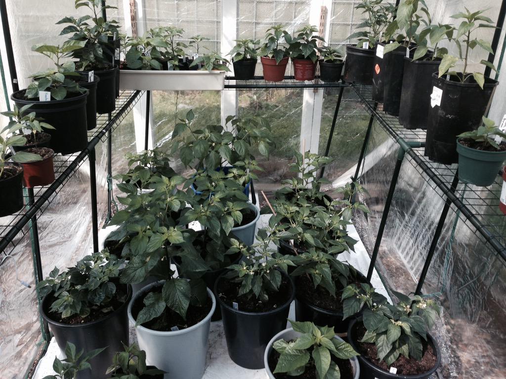 50 chiliplantor har ett tropiskt paradisliv i den uppvärmda delen av växthuset. #chiliodling