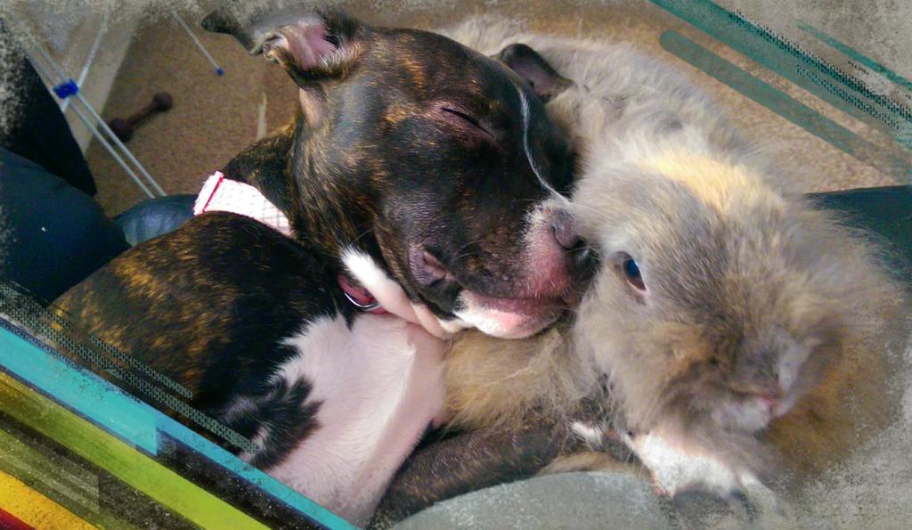lemonhaze75's tweet image. @SoppyStaffiesUK here's my staffie KEBA asleep wiv her pal GIZMO the lionhead rabbit, soooooo cute.....