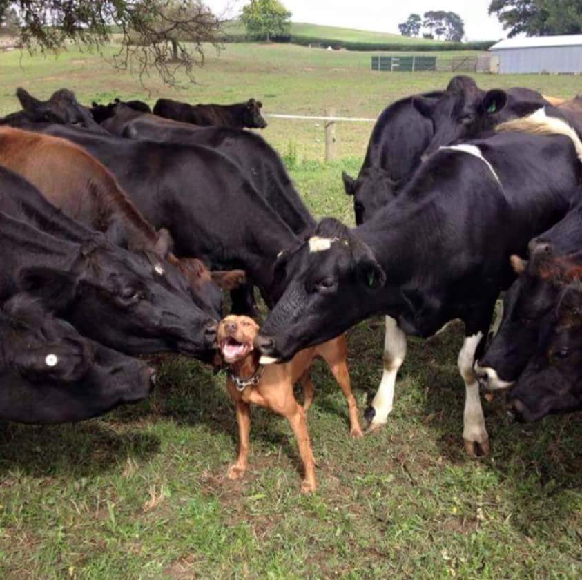 Los animales sienten emociones y tienen relaciones afectivas. Son alguien y no algo. Por eso merecen tener derechos