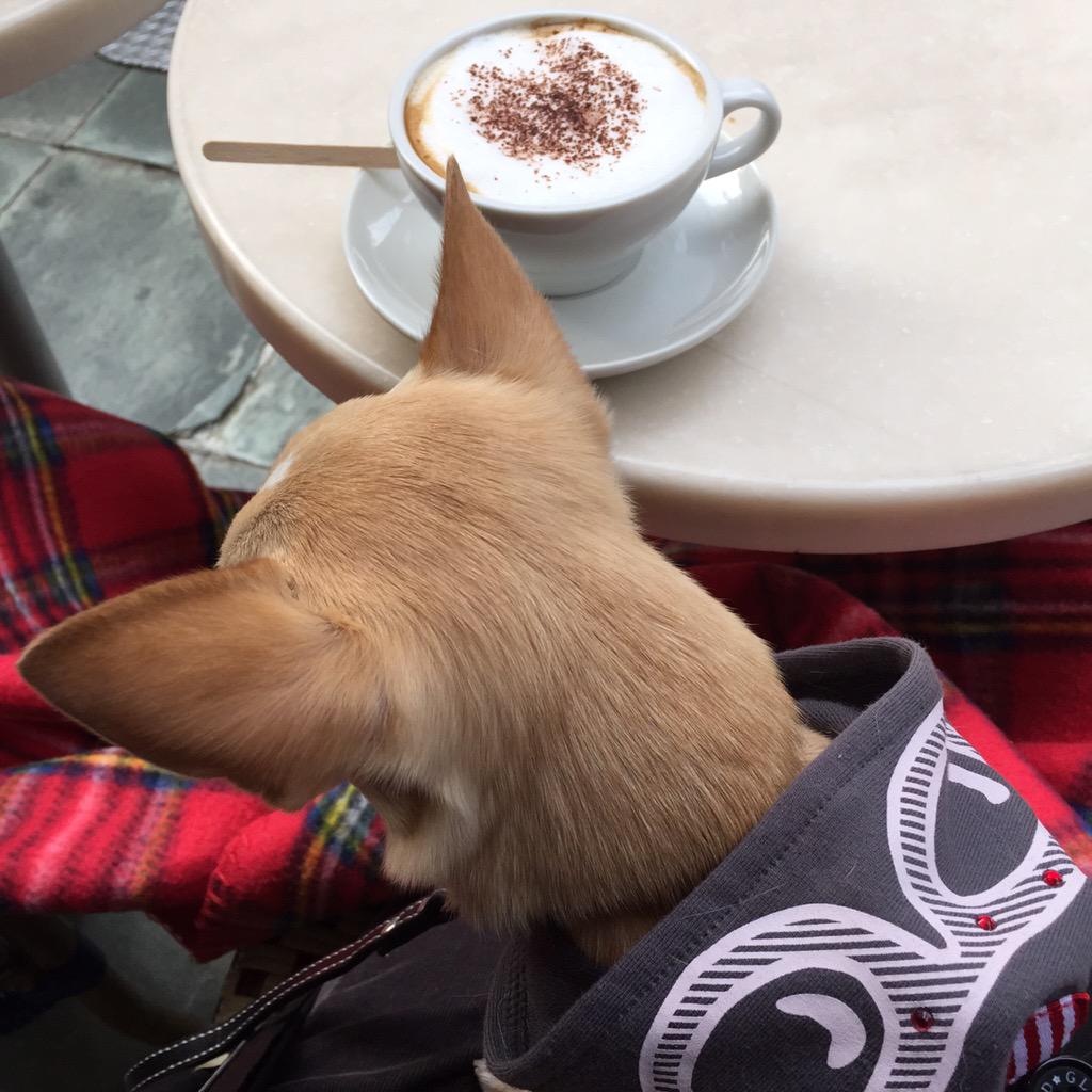 buggooflequio's tweet photo. I wanna try cappucino!
カプチーノ飲んじゃダメ？
コタロ。
#dog #puppy #chihuahua #cute #adorable #犬 #仔犬 #iPhoneApp http://t.co/MCyLsHzHL1
