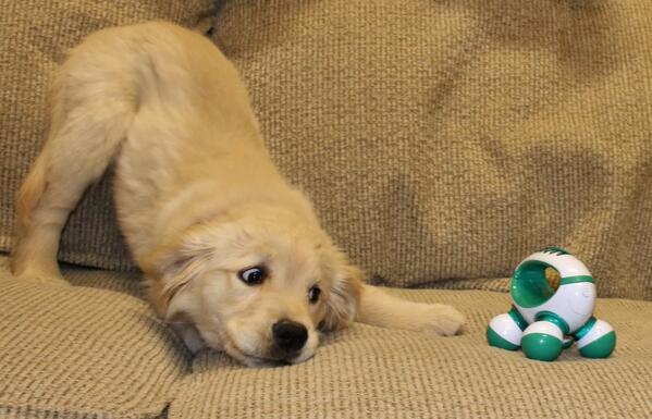 CuteAnimalsBaby's tweet photo. What the heck is that http://t.co/D1LcjWjqds