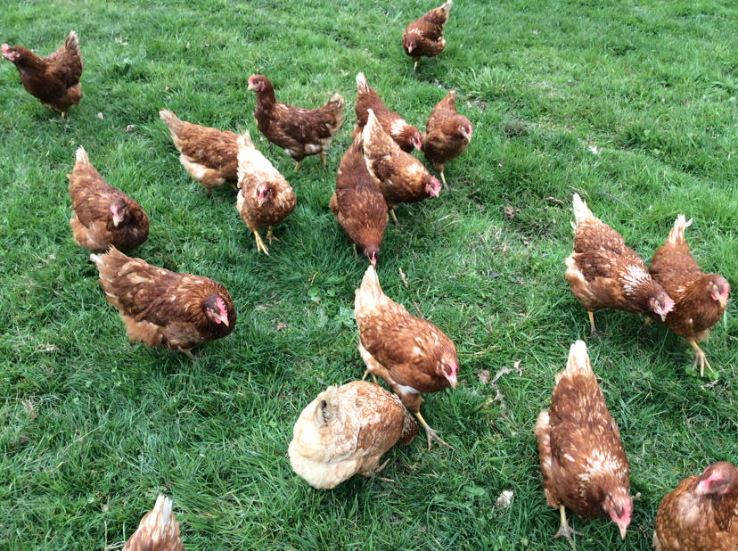 Hayırlı pazarlar #pazar keyfi #doga zamanı #doğal yaşam