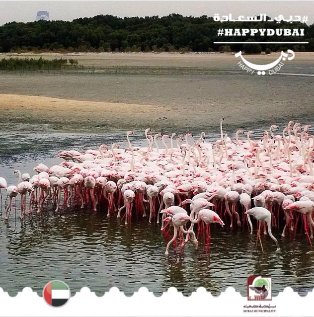 #HappyDubai (@myhappydubai) on Twitter photo طيور النحام نوع من الطيور بمحمية رأس الخور. هل يمكنك تخمين أنواع الطيور الأخرى هناك؟ #دبي_السعادة <a href="/matetox/">tute ricci</a> طيور النحام نوع من الطيور بمحمية رأس الخور. هل يمكنك تخمين أنواع الطيور الأخرى هناك؟ #دبي_السعادة <a href="/matetox/">tute ricci</a>
