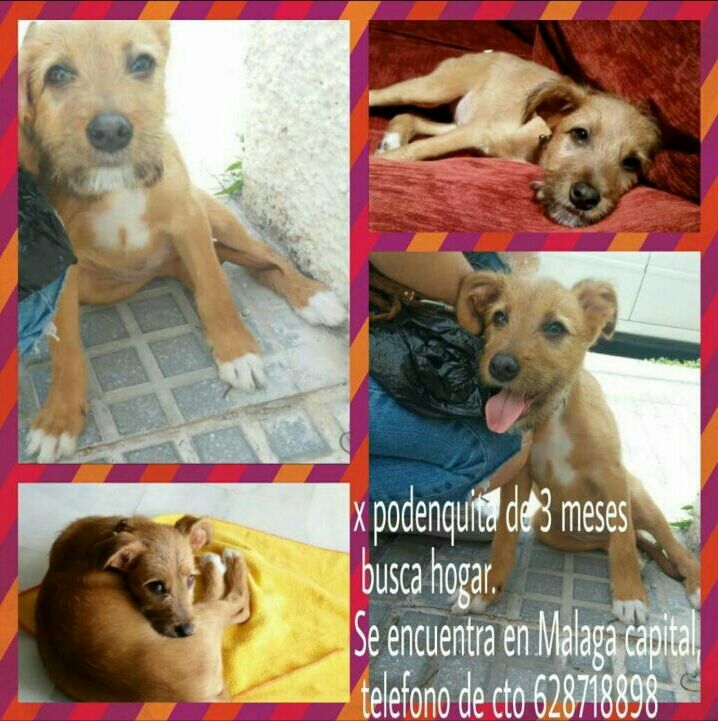 JesusRosas16's tweet photo. Perrita de cruce con podenco necesita un hogar. Por favor difundid el mensaje y encontremos una familia para ella http://t.co/UXrW6uWWuH