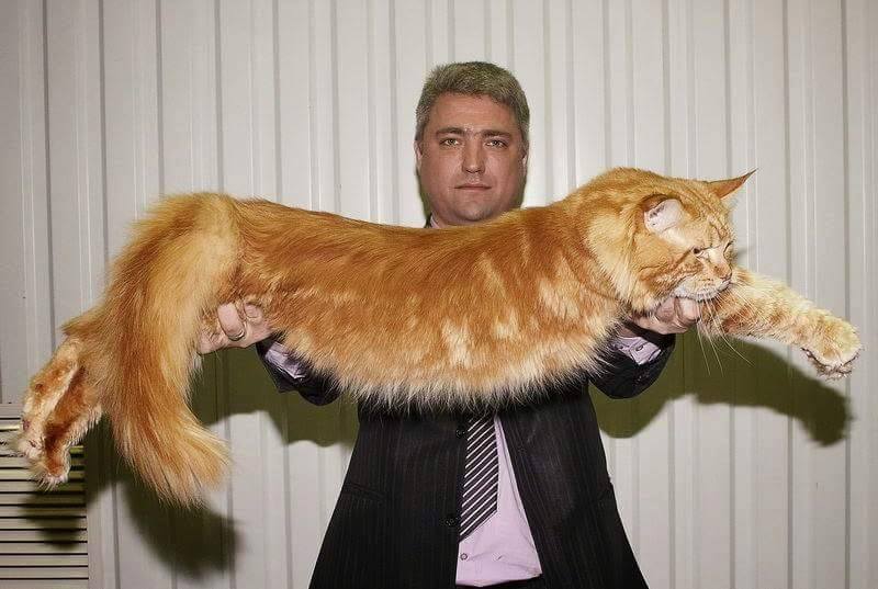 rykalhakimi's tweet photo. kau bagi makan apa siak dekat kucing ni ? http://t.co/n6ZABw08Ze