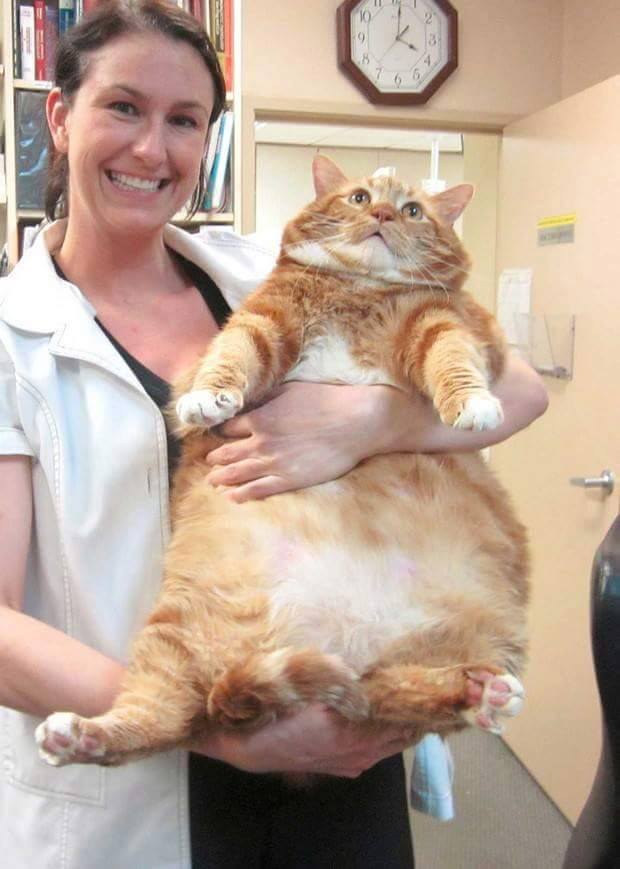 rykalhakimi's tweet photo. kau bagi makan apa siak dekat kucing ni ? http://t.co/n6ZABw08Ze