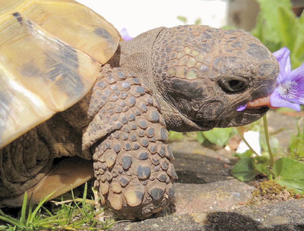 tortoiseblog's tweet photo. Nom, nom. Well the flowers are out but not for long with my tortie around. #tortoise #nomage http://t.co/bklvGi4Pkb