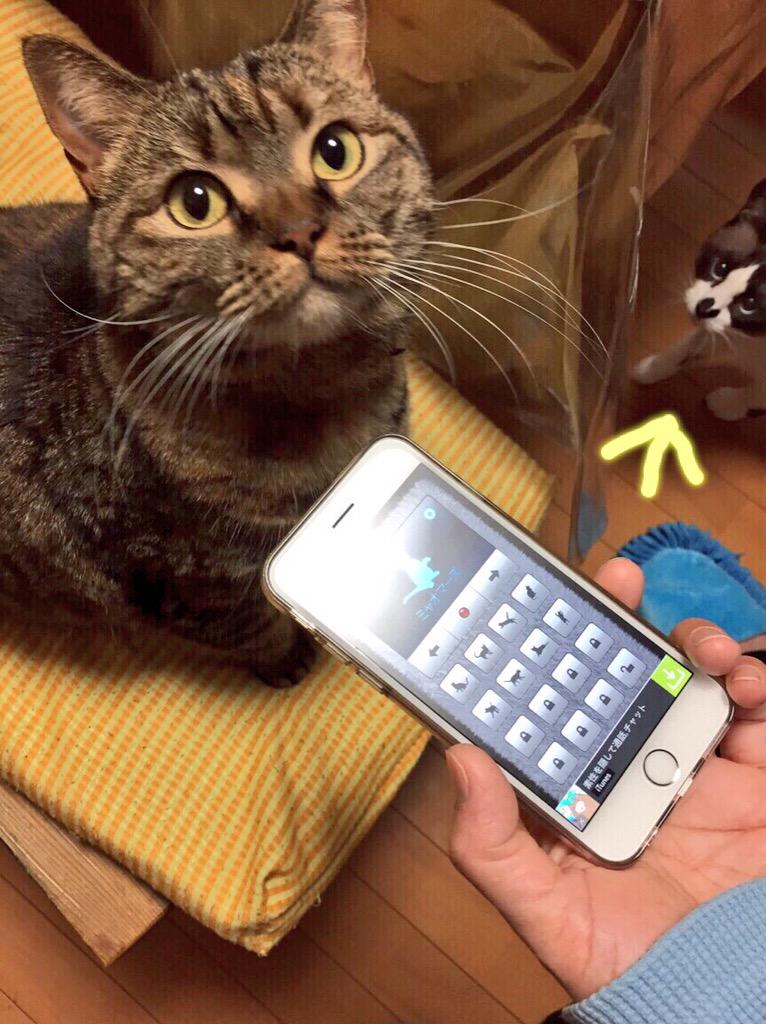 人猫語翻訳機 Twitter Search 人猫語翻訳機 Twitter Search