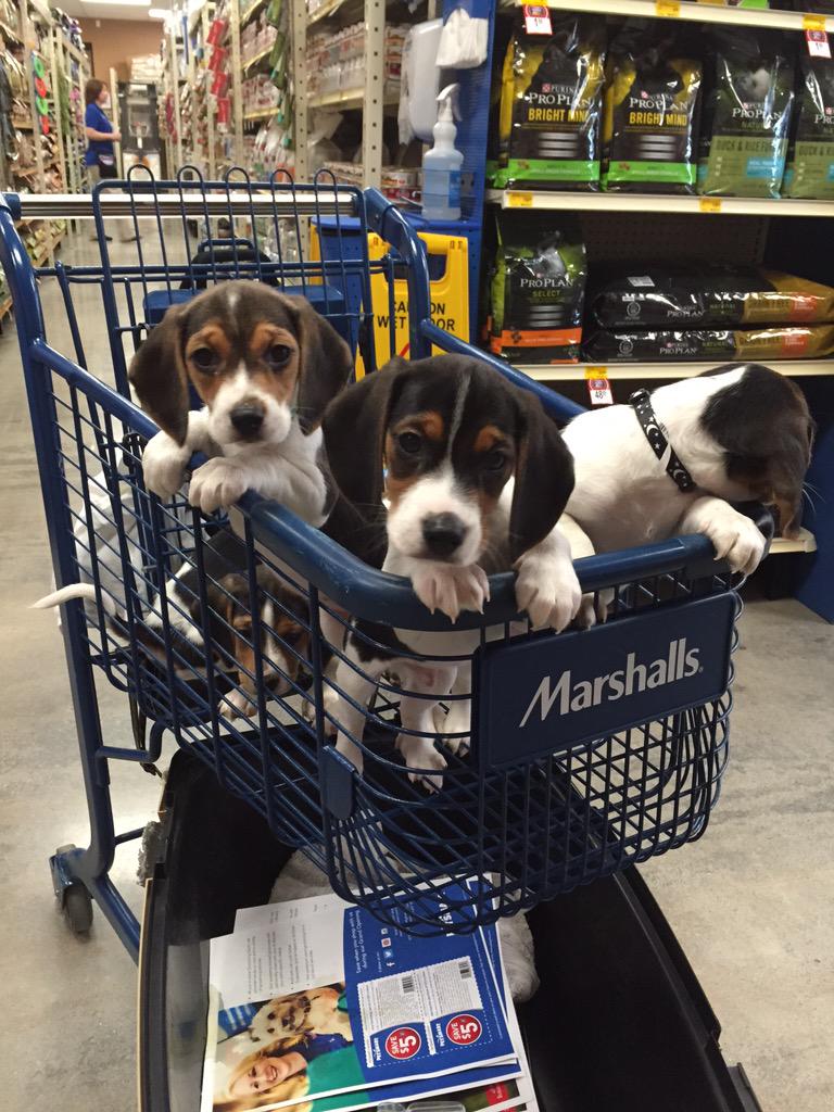 Stace_Face28's tweet photo. Basketful of puppies on their 1st outing to #Petsmart #petparenthhod #swanseaGO http://t.co/07DOSVi0fN