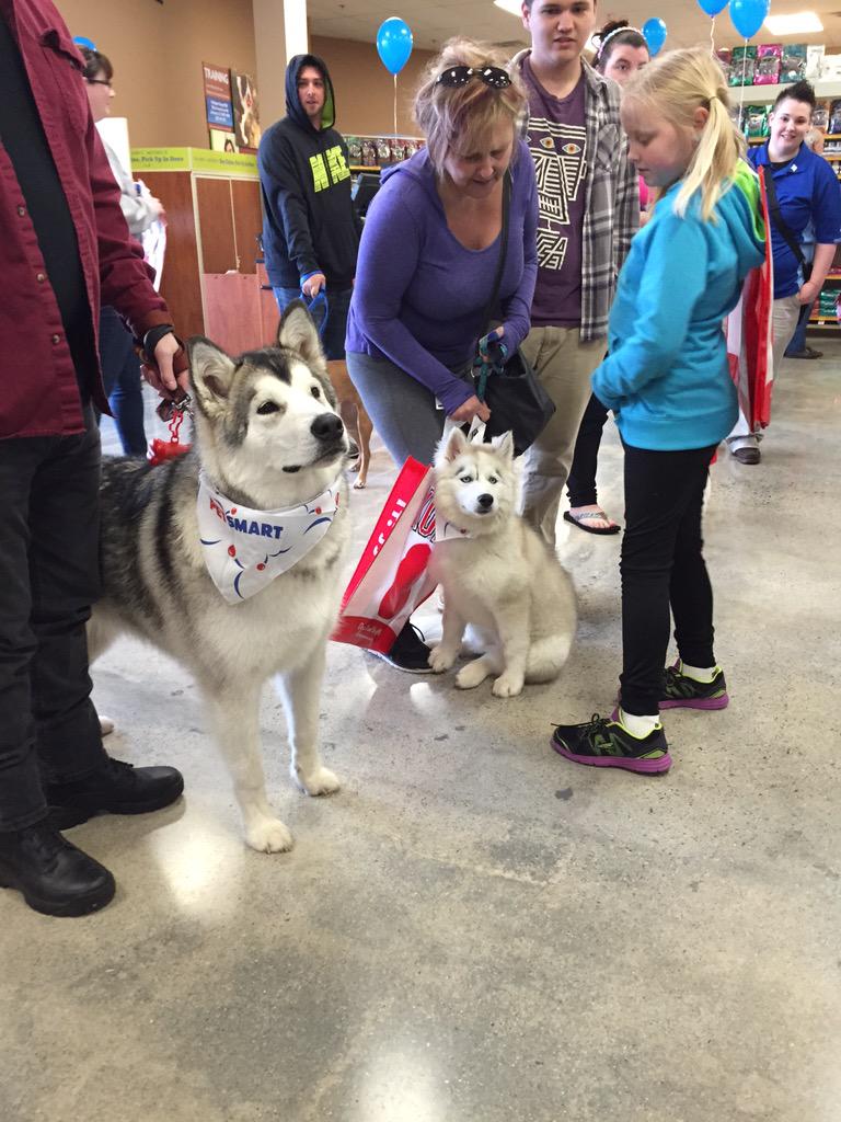 Stace_Face28's tweet photo. Some of the new friends we made #swanseaGO #petparenthhod http://t.co/zXl8Rh45aI