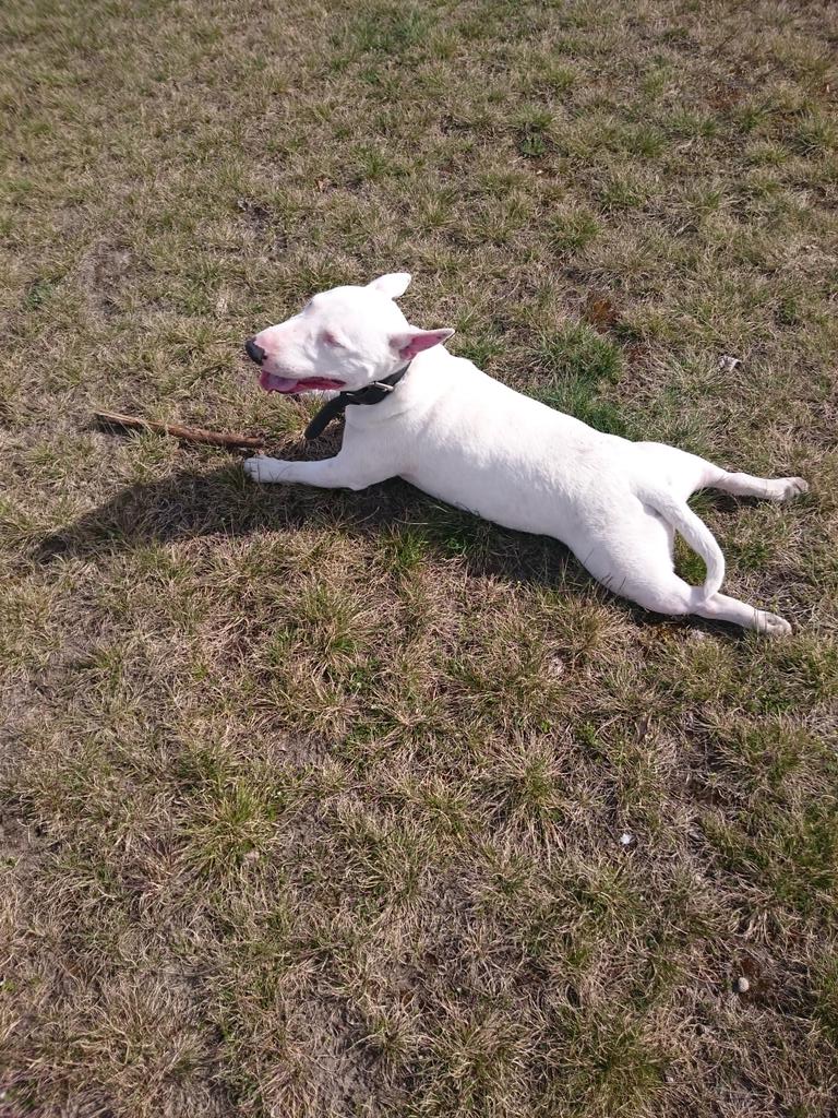 BorisL2077's tweet photo. Chillen.... Kann er! #minibulli http://t.co/aeL2288k1A
